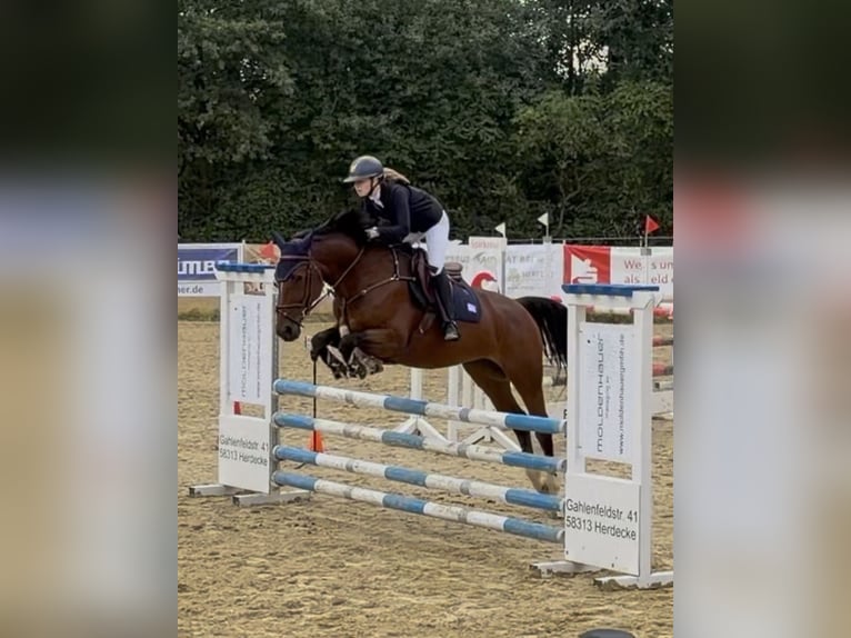 Zangersheider Stute 9 Jahre 167 cm Brauner in Dortmund