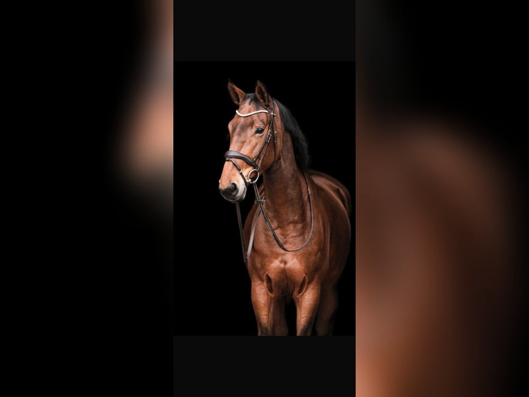 Zangersheider Stute 9 Jahre 167 cm Brauner in Schlins