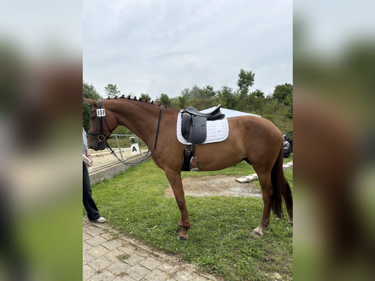 Zangersheider Stute 9 Jahre 168 cm Dunkelfuchs in Bad Wurzach