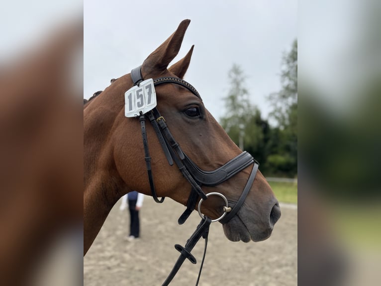 Zangersheider Stute 9 Jahre 168 cm Dunkelfuchs in Bad Wurzach