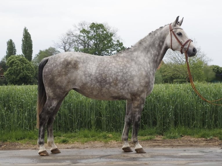 Zangersheider Stute 9 Jahre 168 cm Schimmel in Bad Lippspringe