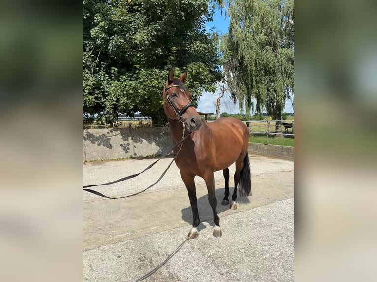 Zangersheider Stute 9 Jahre 170 cm Brauner in Erharting