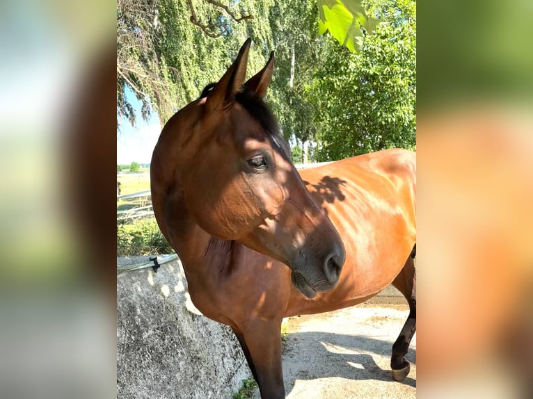 Zangersheider Stute 9 Jahre 170 cm Brauner in Erharting
