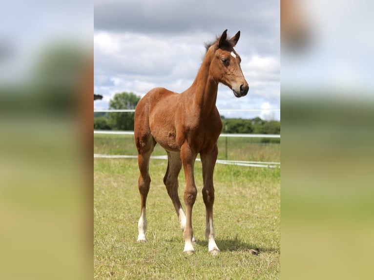 Zangersheider Stute 9 Jahre 170 cm Brauner in Erharting