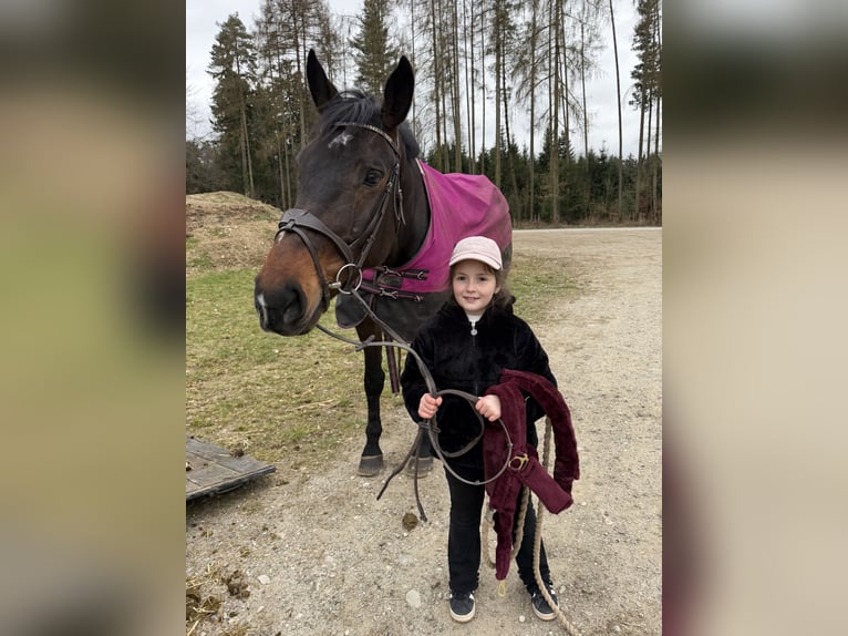 Zangersheider Stute 9 Jahre 170 cm Dunkelbrauner in Pram