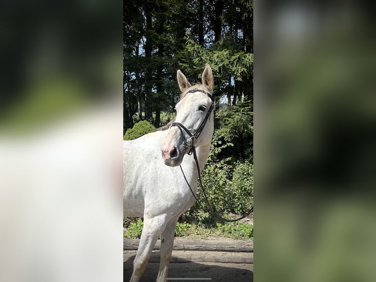 Zangersheider Stute 9 Jahre 170 cm Schimmel in Pelmberg