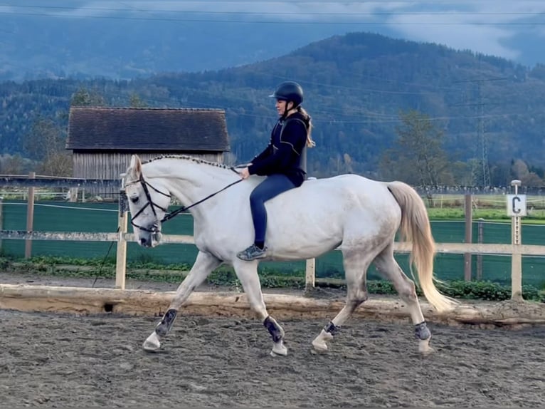 Zangersheider Stute 9 Jahre 170 cm Schimmel in Schlins