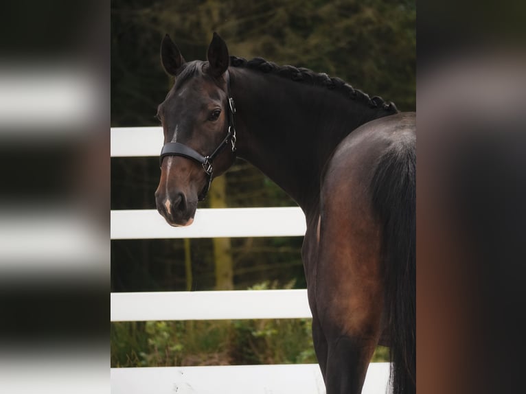 Zangersheider Stute 9 Jahre 172 cm Dunkelbrauner in Nettersheim
