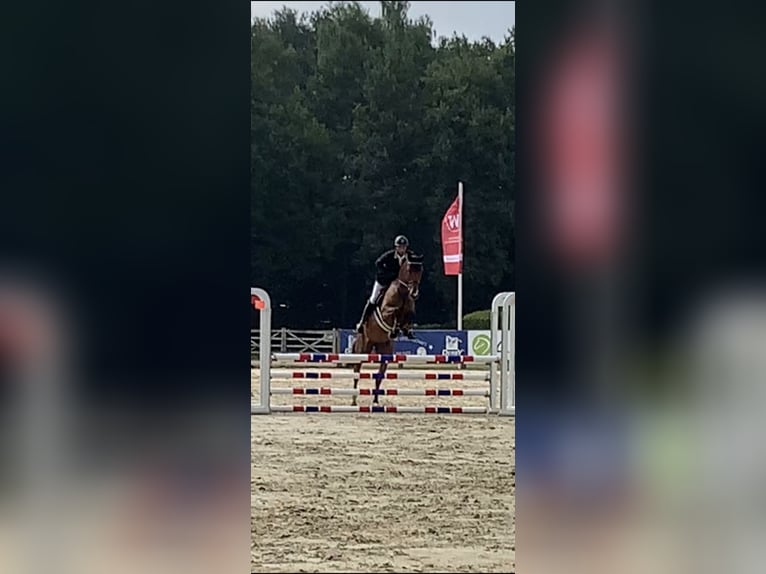 Zangersheider Stute 9 Jahre 173 cm Brauner in Bad BentheimBad Bentheim Zangersheider Stute 9 Jahre 173 cm Brauner in Bad BentheimBad Bentheim