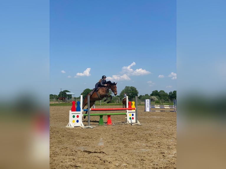 Zangersheider Stute 9 Jahre 175 cm Brauner in Sonsbeck