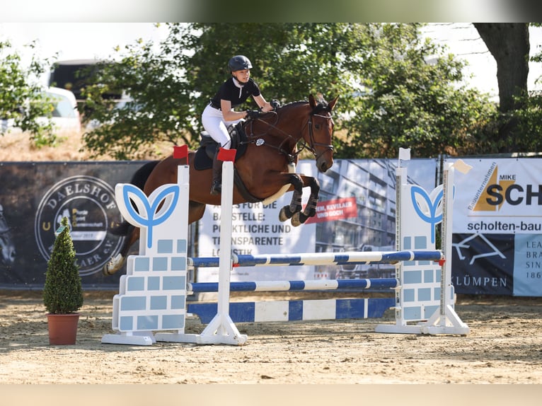 Zangersheider Stute 9 Jahre 175 cm Brauner in Sonsbeck
