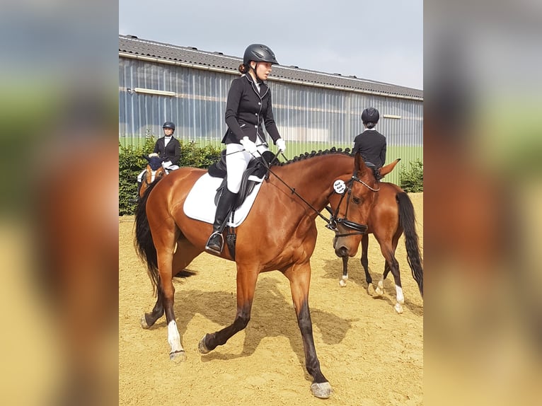 Zangersheider Stute 9 Jahre 175 cm Brauner in Sonsbeck
