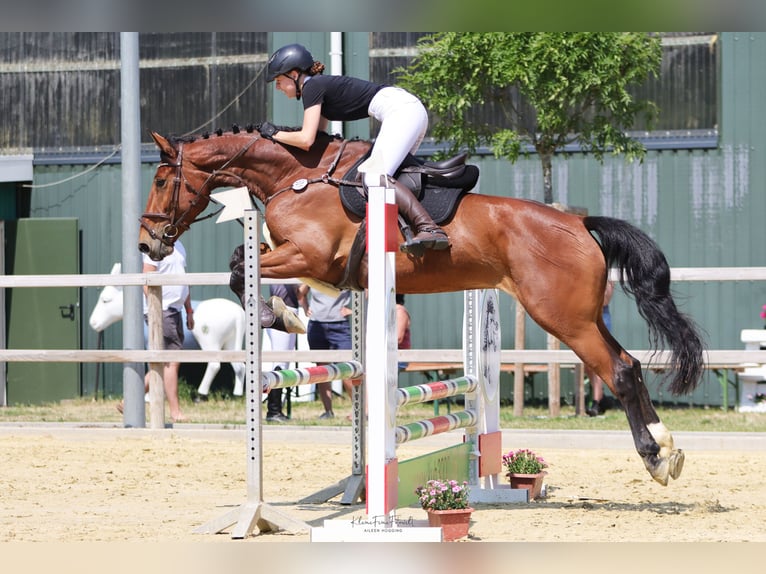 Zangersheider Stute 9 Jahre 175 cm Brauner in Sonsbeck