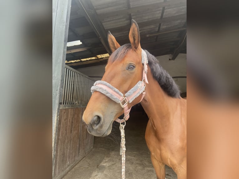 Zangersheider Stute 9 Jahre 175 cm Brauner in Sonsbeck