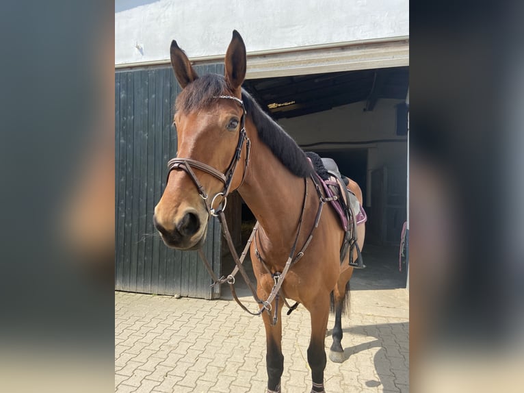 Zangersheider Stute 9 Jahre 175 cm Brauner in Sonsbeck