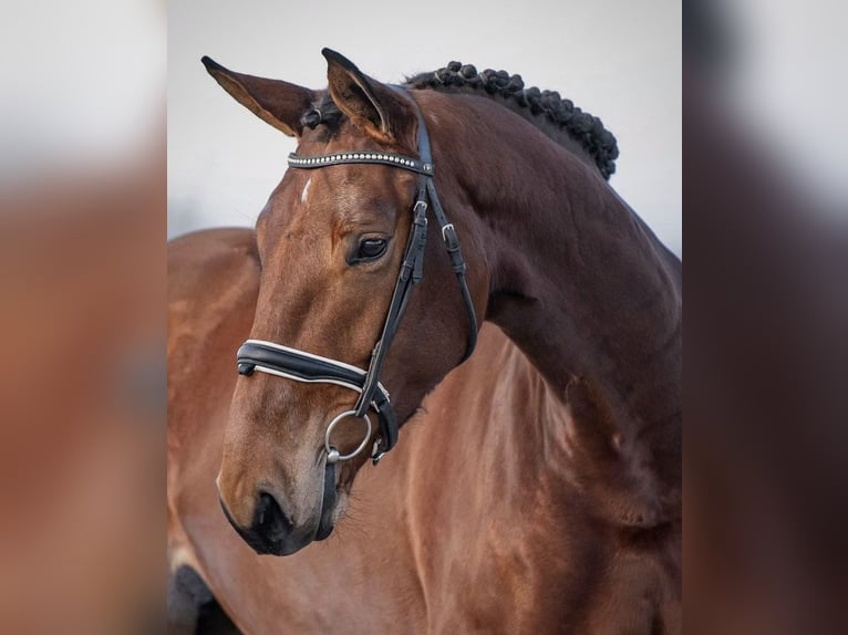 Zangersheider Stute 9 Jahre 175 cm Brauner in Sonsbeck