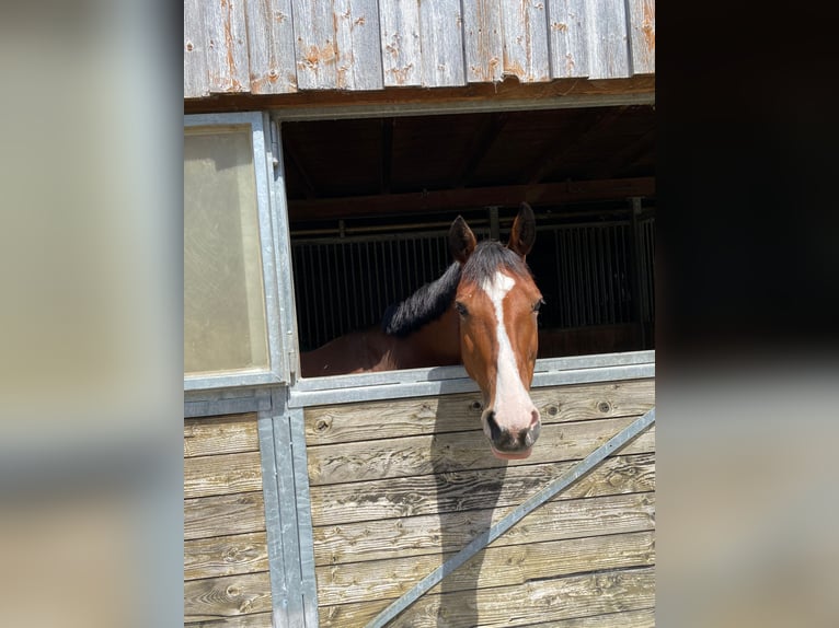 Zangersheider Stute 9 Jahre Brauner in Renchen