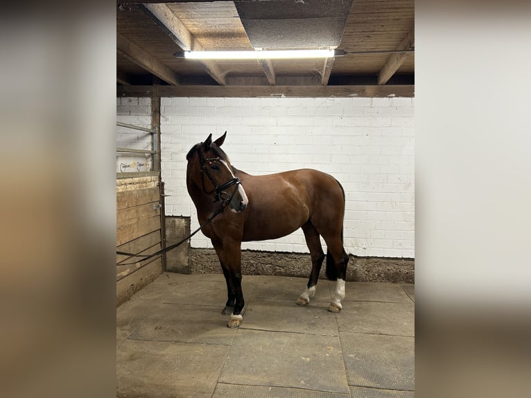 Zangersheider Stute 9 Jahre Brauner in Renchen