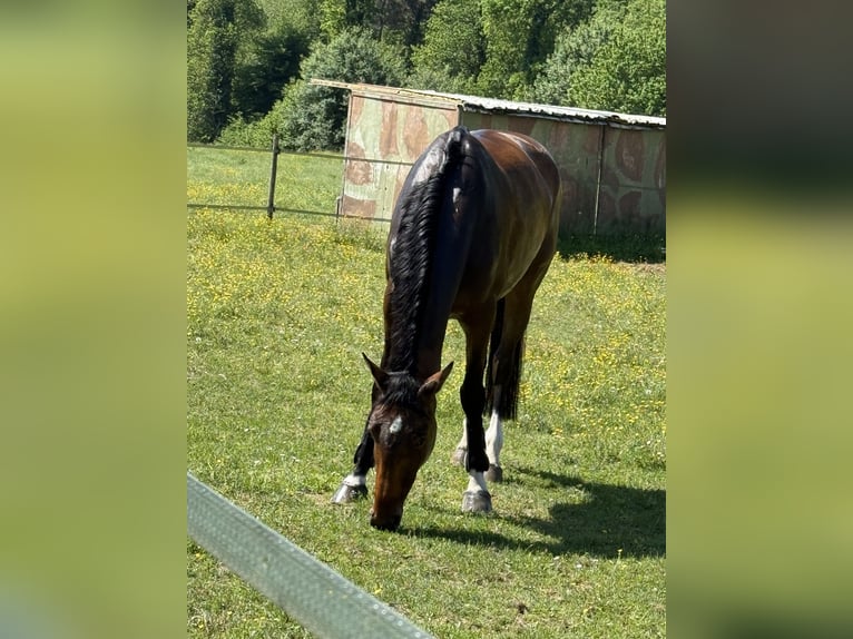 Zangersheider Stute 9 Jahre Rotbrauner in binago