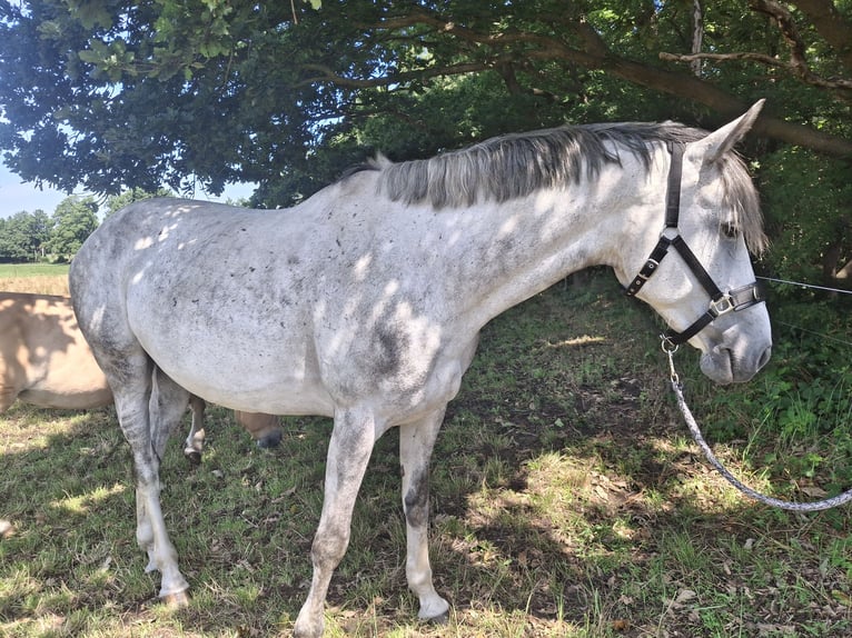Zangersheider Stute 9 Jahre in Loddin