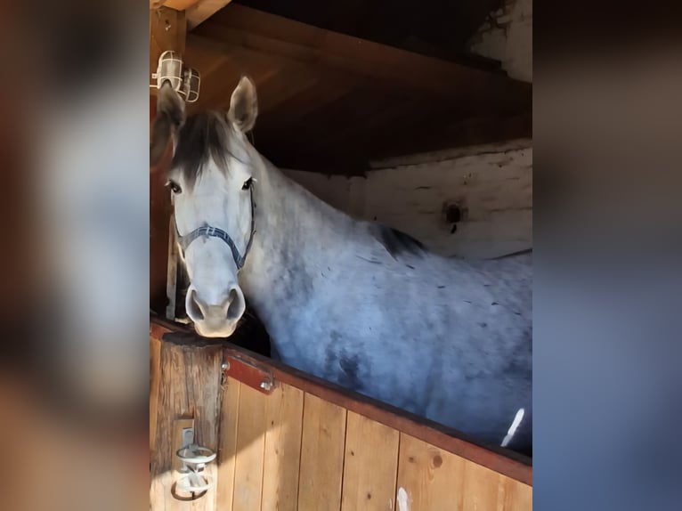 Zangersheider Stute 9 Jahre in Loddin