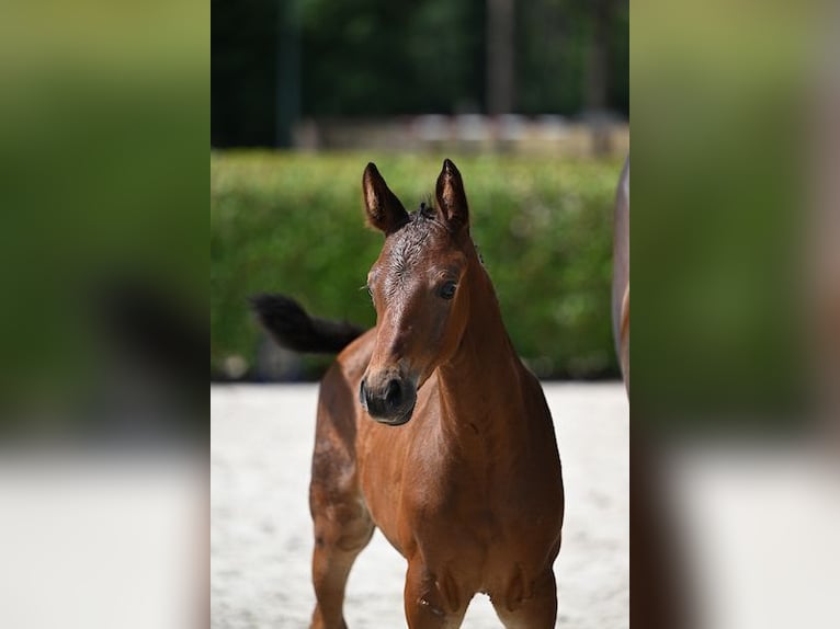 Zangersheider Stute Fohlen (06/2025) Brauner in GROTE-BROGEL