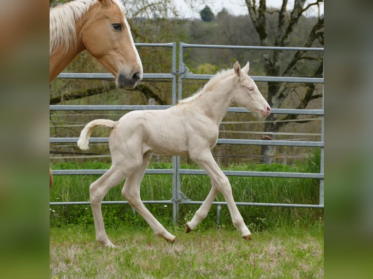Zangersheider Stute  Cremello in MONFLANQUIN