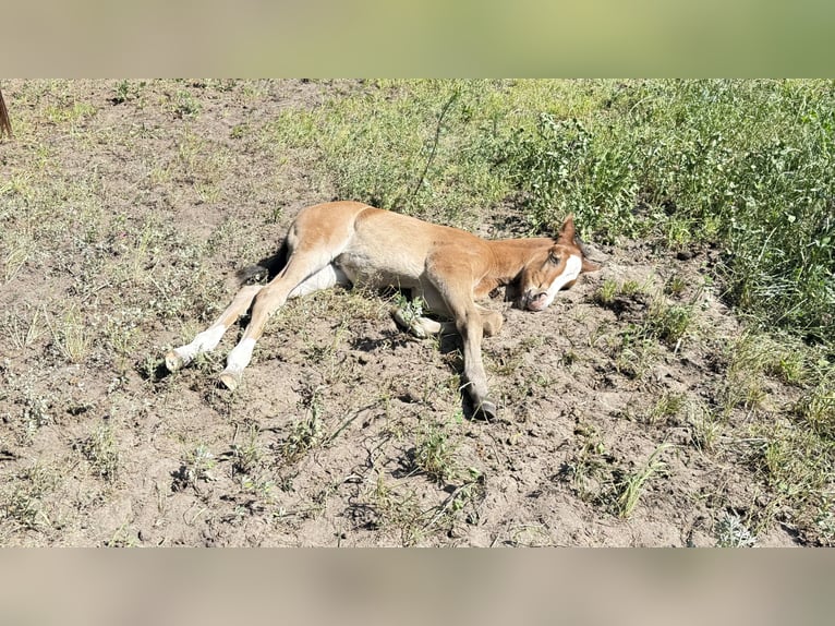 Zangersheider Stute Fohlen (05/2026) Dunkelfuchs in Bronków