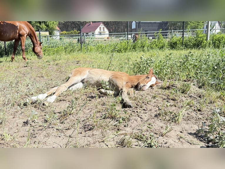 Zangersheider Stute Fohlen (05/2026) Dunkelfuchs in Bronków