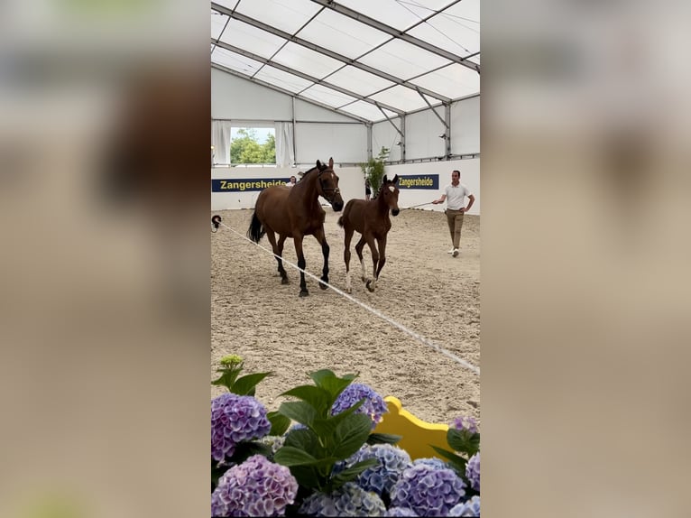 Zangersheider Stute Fohlen (03/2024) in Gosselies