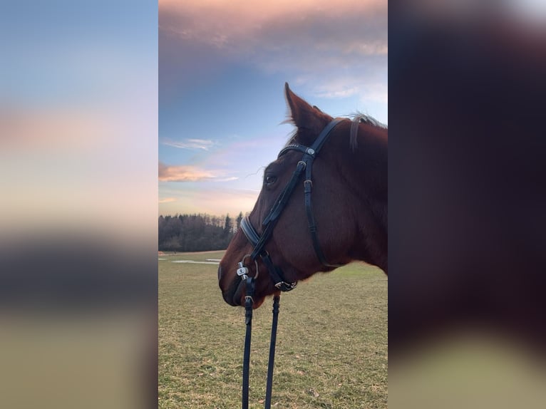 Zangersheider Valack 10 år 167 cm Brun in Ensch