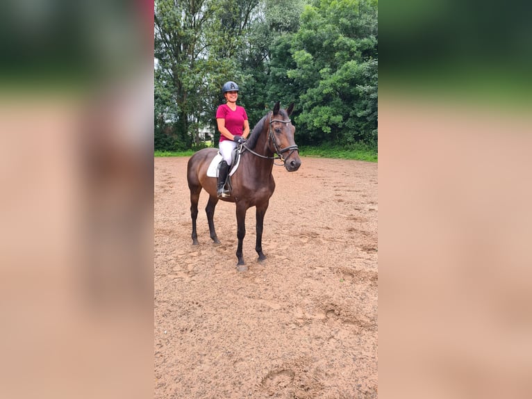 Zangersheider Valack 10 år 167 cm Mörkbrun in Neuburg an der Donau