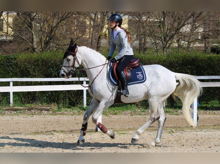 Zangersheider Valack 17 år 168 cm Grå in Tabajd