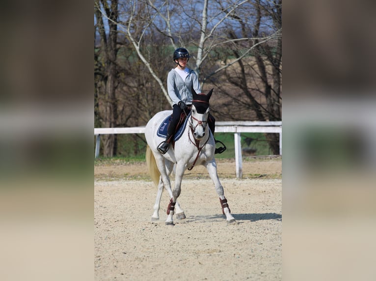 Zangersheider Valack 17 år 168 cm Grå in Tabajd