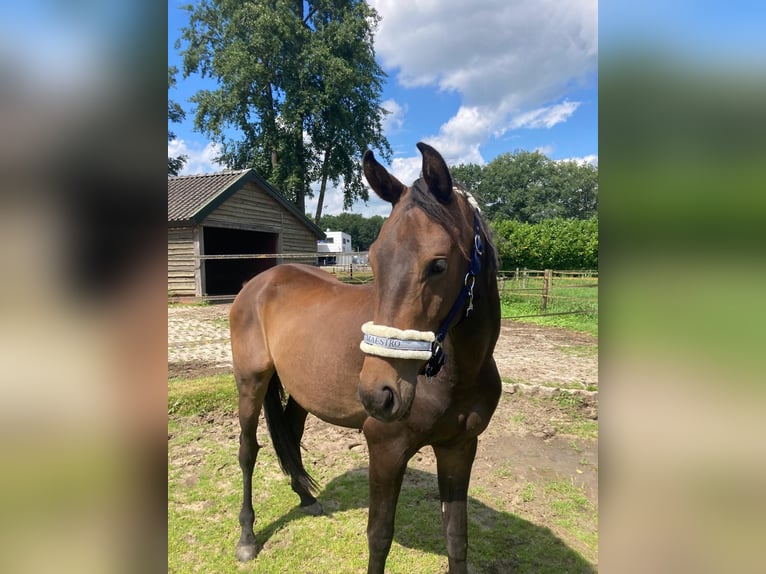 Zangersheider Valack 3 år 153 cm Mörkbrun in Ommen