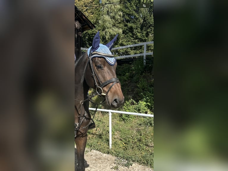 Zangersheider Valack 5 år 170 cm Brun in Pelmberg