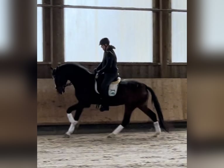 Zangersheider Valack 6 år 175 cm Brun in Pfaffenhofen