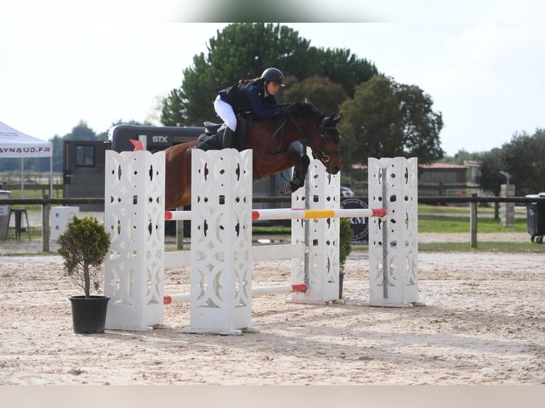 Zangersheider Wallach 10 Jahre 148 cm Brauner in Grenoble