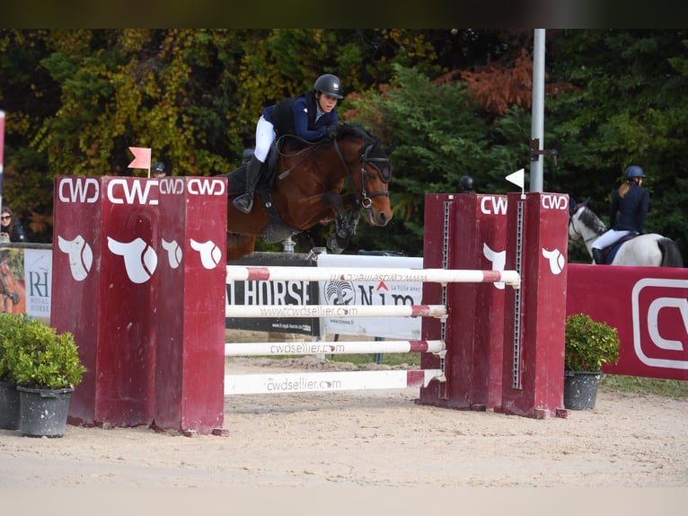 Zangersheider Wallach 10 Jahre 148 cm Brauner in Grenoble