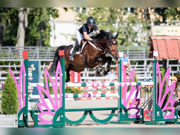 Zangersheider Wallach 10 Jahre 163 cm Rotbrauner in xxx