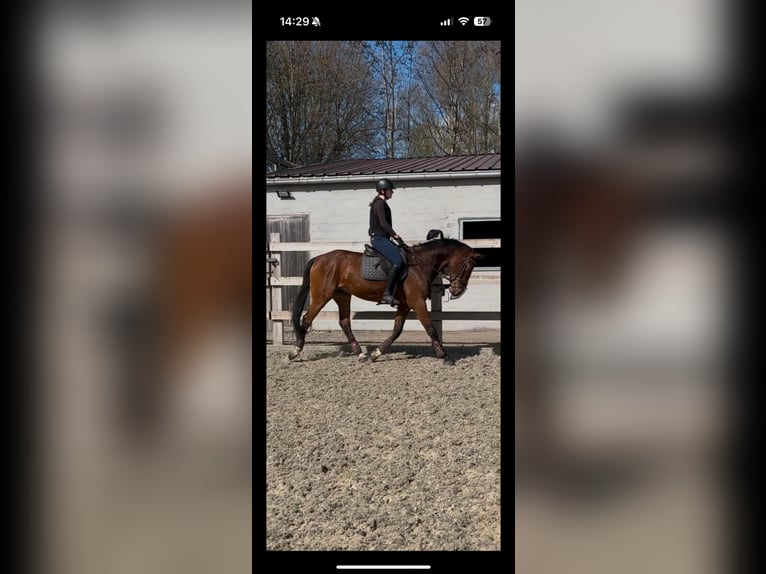 Zangersheider Wallach 10 Jahre 167 cm Brauner in Eke