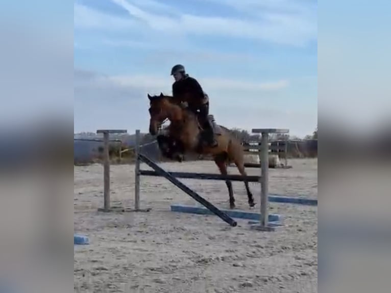 Zangersheider Wallach 10 Jahre 167 cm Brauner in Trooz