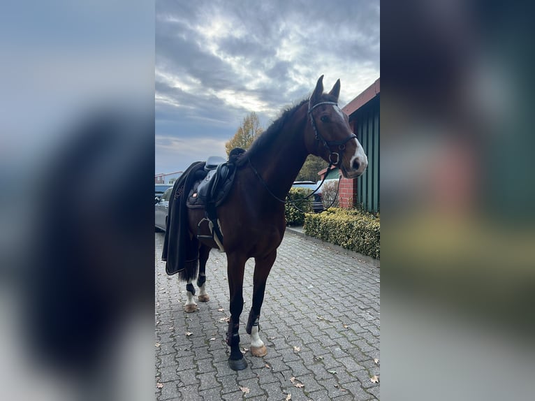 Zangersheider Wallach 10 Jahre 168 cm Brauner in Barßel