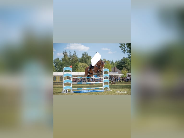 Zangersheider Wallach 10 Jahre 168 cm Brauner in Barßel