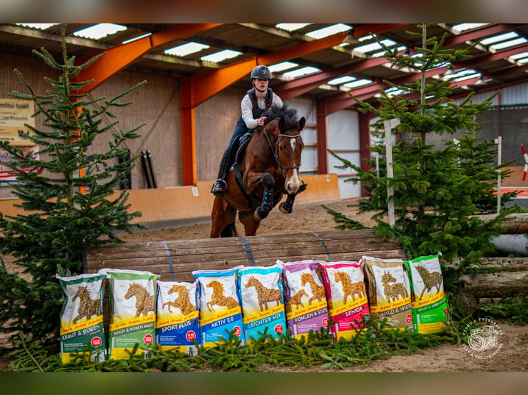 Zangersheider Wallach 10 Jahre 168 cm Brauner in Barßel