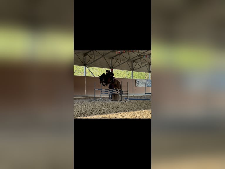 Zangersheider Wallach 10 Jahre 168 cm Dunkelbrauner in Invorio