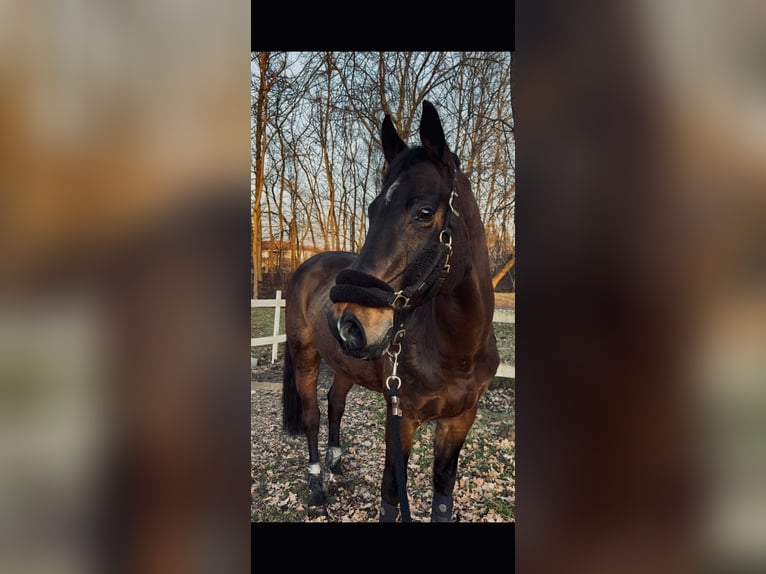Zangersheider Wallach 10 Jahre 168 cm Dunkelbrauner in Invorio