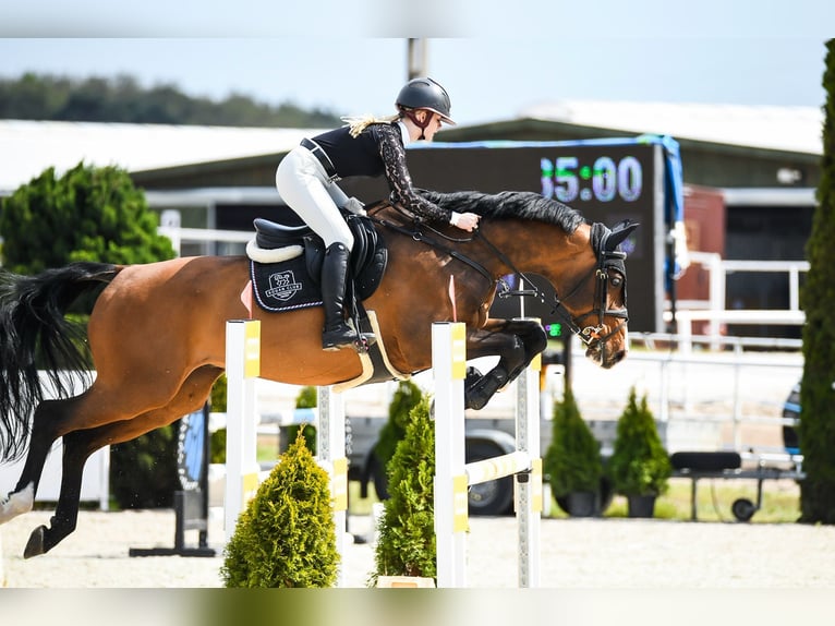 Zangersheider Wallach 10 Jahre 169 cm Rotbrauner in SzczytnikiKórnik