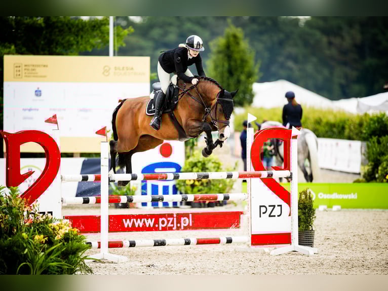 Zangersheider Wallach 10 Jahre 169 cm Rotbrauner in SzczytnikiKórnik