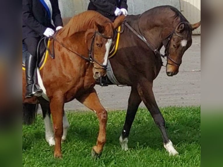 Zangersheider Wallach 10 Jahre 172 cm Brauner in Hohentengen